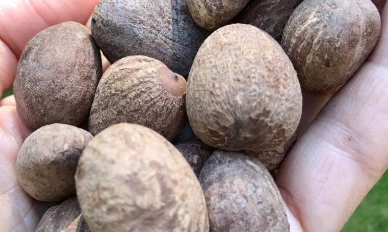 Shea Butter (bơ hạt mỡ) là gì? Có an toàn cho da không?