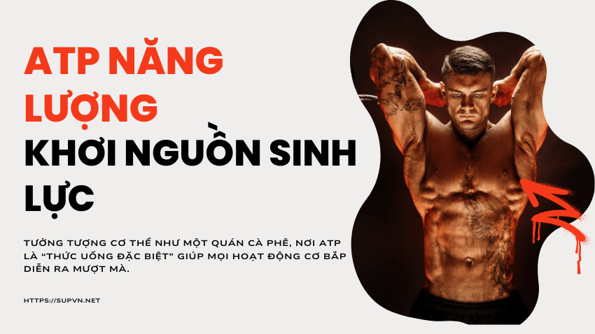 atp-la-gi-quan-ca-phe-nang-luong