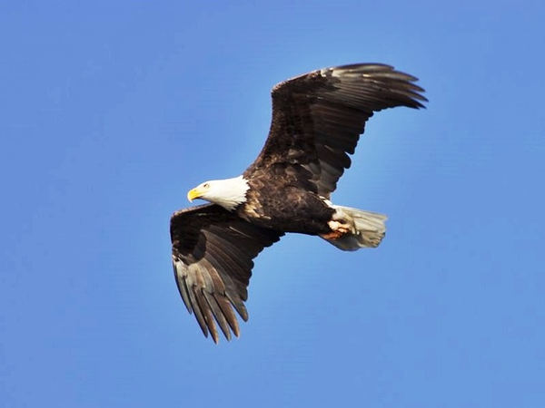 Birdie Eagle và Albatross có nghĩa là gì