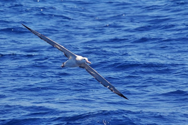 Birdie Eagle và Albatross có nghĩa là gì