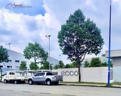 MYONE x ECCO “Hợp Tác Lần 2 - Khẳng Định Niềm Tin”