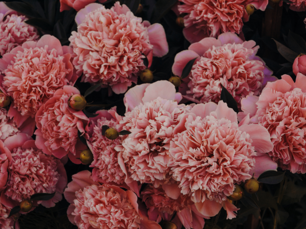 Ý nghĩa hoa cẩm chướng