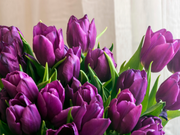 Ý nghĩa hoa Tulip