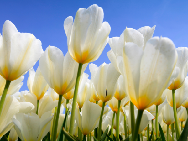 Ý nghĩa hoa Tulip
