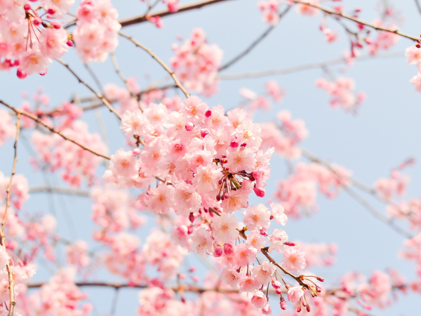 Hoa anh đào (Japanese Cherry Blossom) - Bản sắc dân tộc nhật bản
