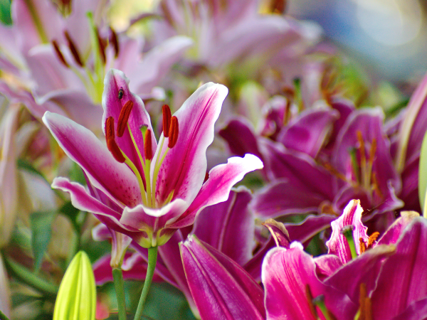 Lily - Loài hoa thể hiện sự thanh lịch và sang trọng