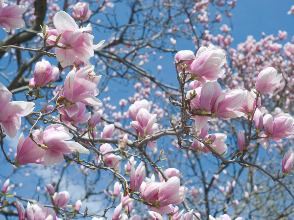 Ý nghĩa hoa mộc lan (Magnolia) - Nàng thơ trong giới hương thơm