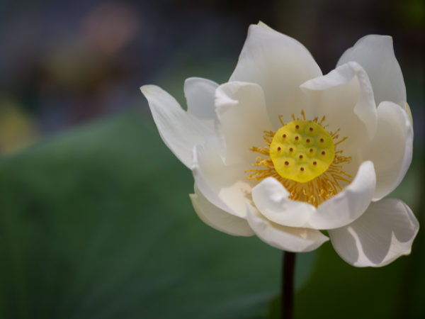 Hoa sen trắng (White lotus) -Nét đẹp trang nghiêm của loài hoa cổ kính