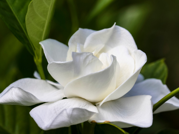 Những điều bạn chưa biết về cây hoa dành dành (Gardenia)