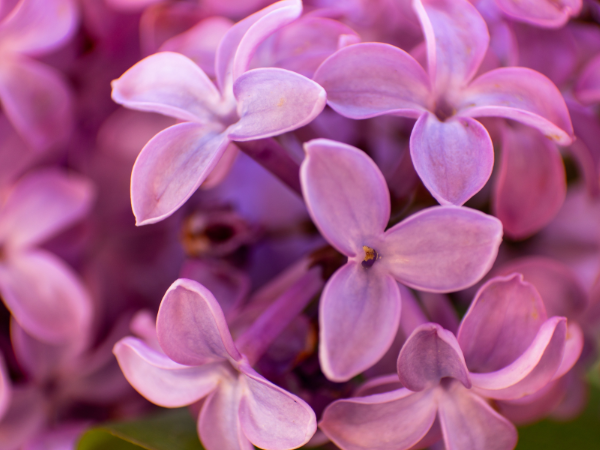 Ý nghĩa hoa tử đinh hương (lilac) - Lãng mạn và thanh tao