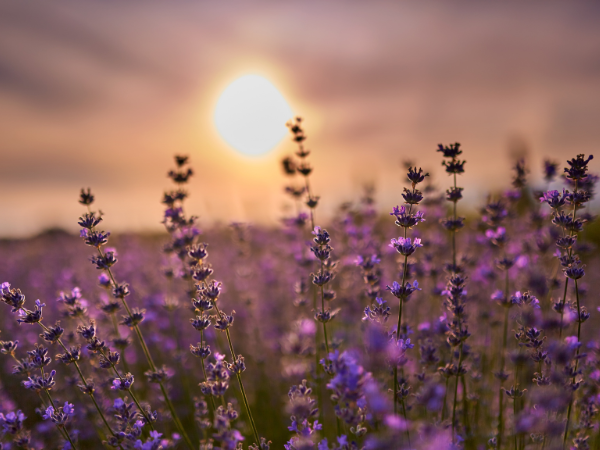 Ý nghĩa hoa oải hương (Lavender) - Biểu tượng tình yêu chung thủy
