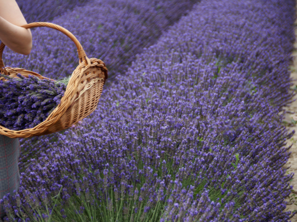 Oải hương (Lavender) - Loài hoa của sự thủy chung
