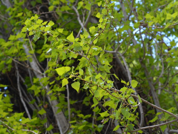 cây đuổi muỗi