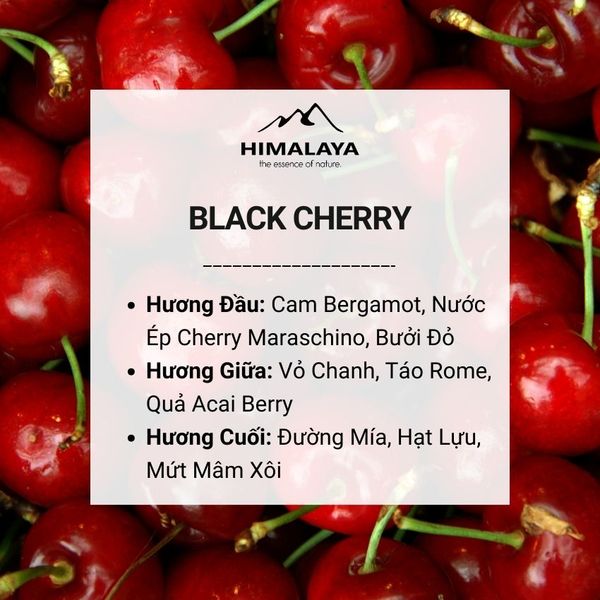 Tinh dầu Black Cherry