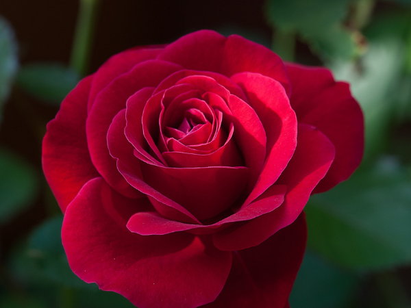 Meaning of Roses - The Fiery Power of Passionate Love