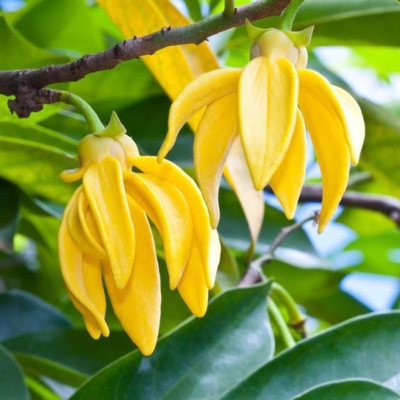 Ylang Ylang là hoa gì? Công dụng và lợi ích của Ylang Ylang