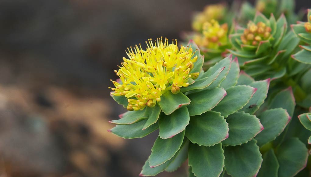 Lợi ích sức khỏe của chiết xuất Rhodiola rosea (Cây rễ vàng)