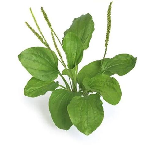 BỆNH ĐẠI TRÀNG, RỐI LOẠN TIÊU HÓA, HỘI CHỨNG RUỘT KÍCH THÍCH