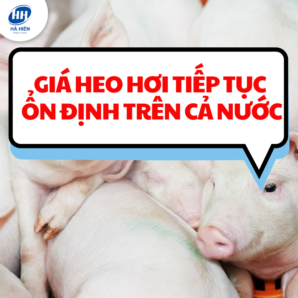 Giá heo hơi tiếp tục ổn định trên cả nước