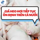Giá heo hơi tiếp tục ổn định trên cả nước