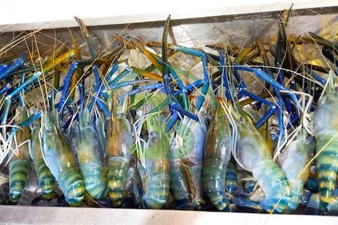 CÁCH NHẬN BIẾT TÔM CÀNG XANH BƠM TẠP CHẤT KHÔNG PHẢI AI CŨNG BIẾT