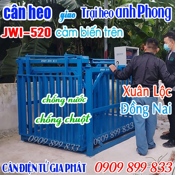 Cân điện tử cân heo ở Xuân Lộc Đồng Nai - trại heo anh Phong - cân 6 con 2 tấn