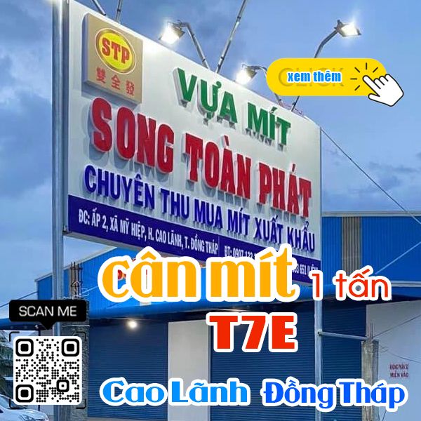 Cân điện tử cân mít 500kg 1 tấn ở Cao Lãnh Đồng Tháp - Vựa mít Song Toàn Phát