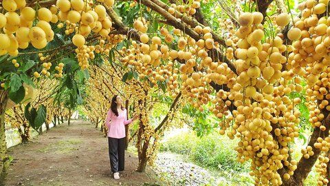 Khám phá 5 vườn trái cây ở Phong Điền, Cần Thơ trĩu quả