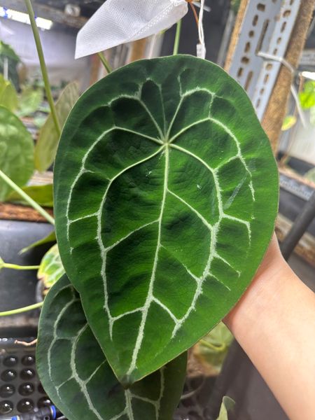 希少Anthurium forgetii × luxurians（1リーフ大株） 希少Anthurium forgetii × luxurians（1リーフ大株） Anthurium