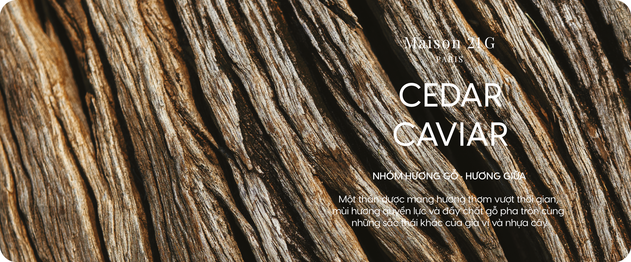 Cedar Caviar | Tuyết tùng