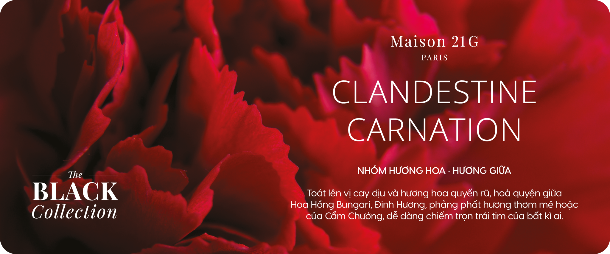 Clandestine Carnation | Black Collection