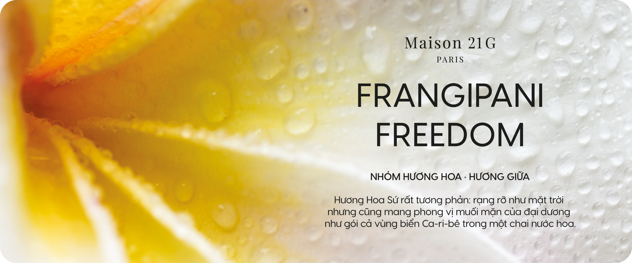 Frangipani Freedom | Hoa sứ