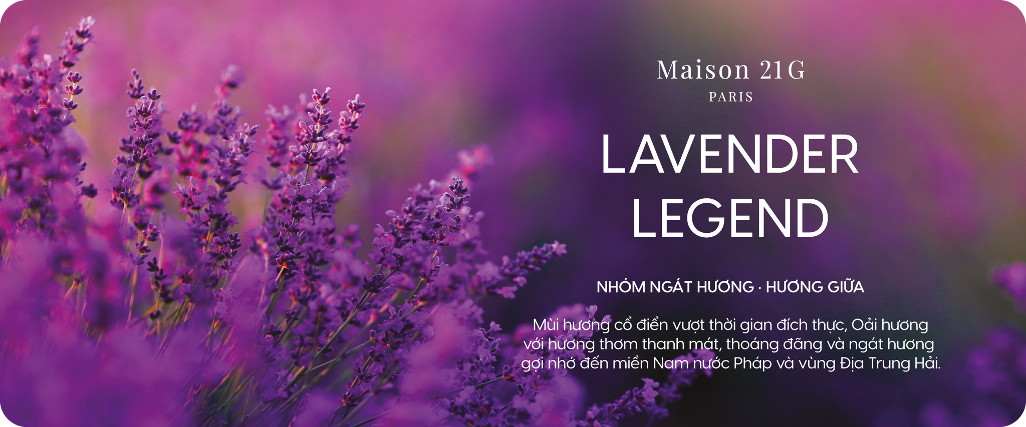 Lavender Legend | Hoa Oải Hương