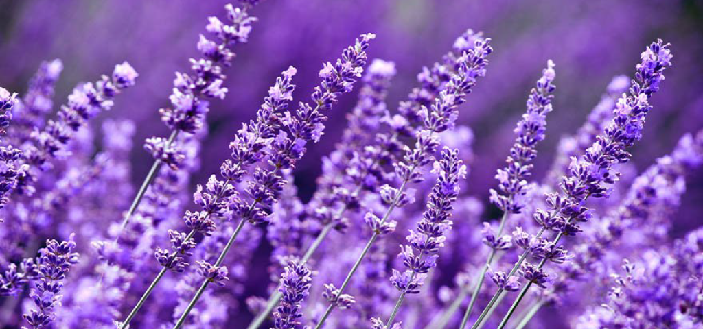 Lavender Legend: Hơi thở mùa hè nước Pháp