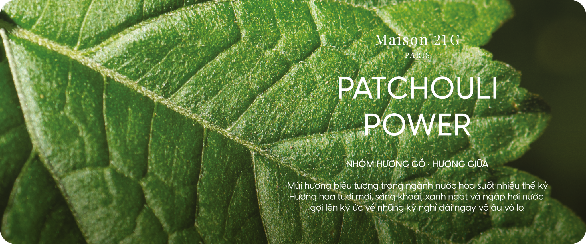Patchouli Power - Hoắc hương