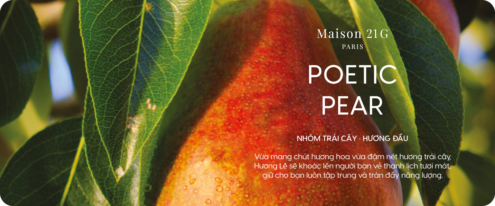 Poetic Pear - Quả Lê
