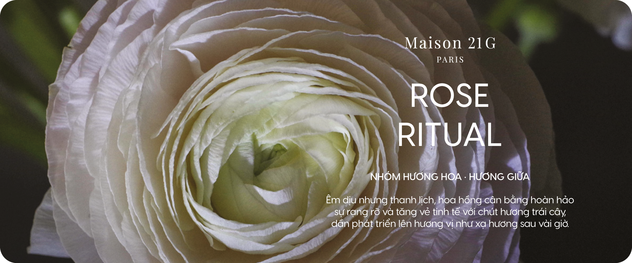 Rose Ritual - Hoa Hồng