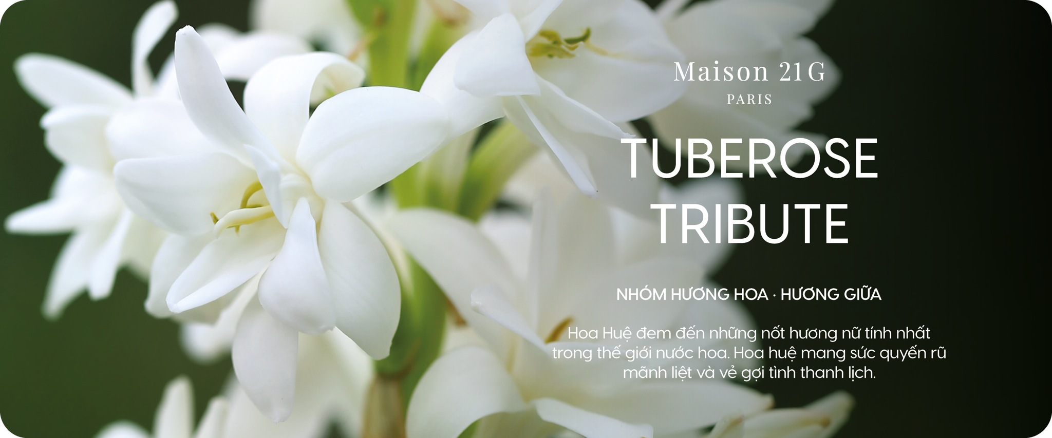 Tuberose Tribute - Hoa huệ