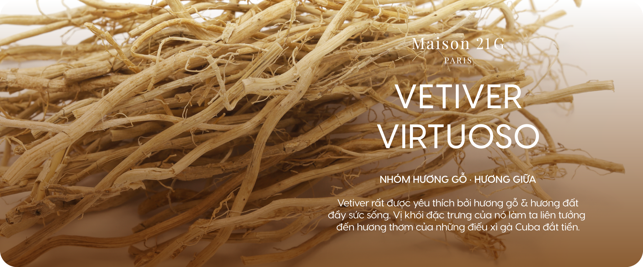 Vetiver Virtuoso - Cỏ hương lau