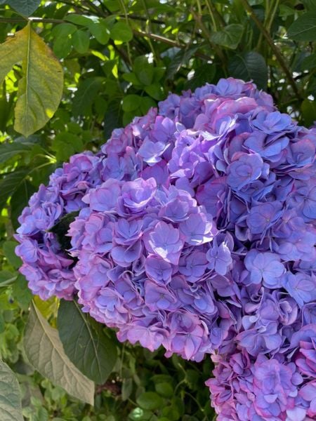 BẬT MÍ CÁCH GIỮ HOA TƯƠI LÂU SIÊU DỄ MÀ KHÔNG PHẢI AI CŨNG BIẾT