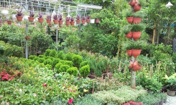 Kinh doanh cây cảnh thế nào để thành công, thu lợi nhuận cao?