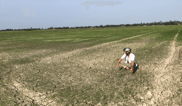 Hạn, mặn đã khiến hàng ngàn hecta trồng lúa chết khô.