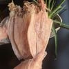 Cùng tìm hiểu: giá mực khô 20 con kg hiện nay