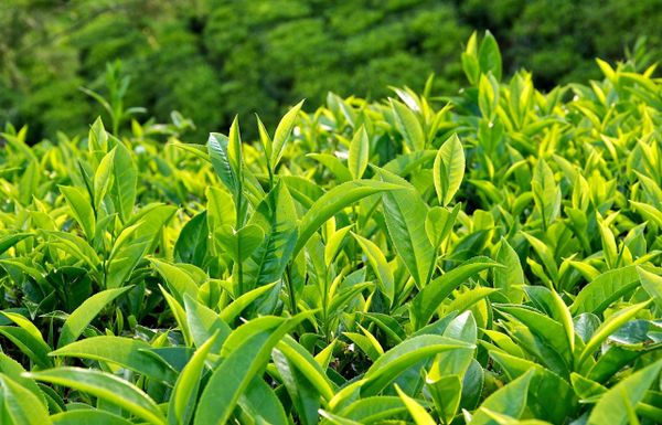 Tinh bột trà xanh có lợi ích gì? Tinh bột trà xanh có lợi ích gì?