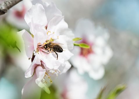 Cây hạnh nhân và những điều Hân's Farm muốn chia sẻ