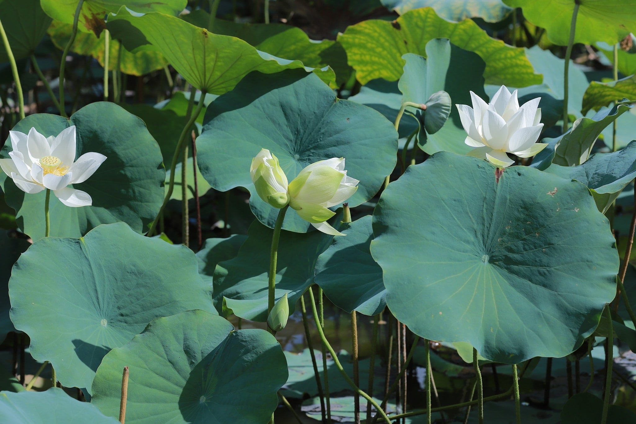 THU HOẠCH SEN TẠI VÙNG NGUYÊN LIỆU VOI RÉ