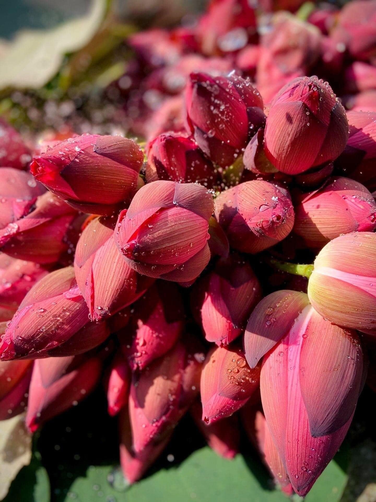 HOA SEN TƯƠI - HƯƠNG SẮC CỦA CỐ ĐÔ THƠ MỘNG