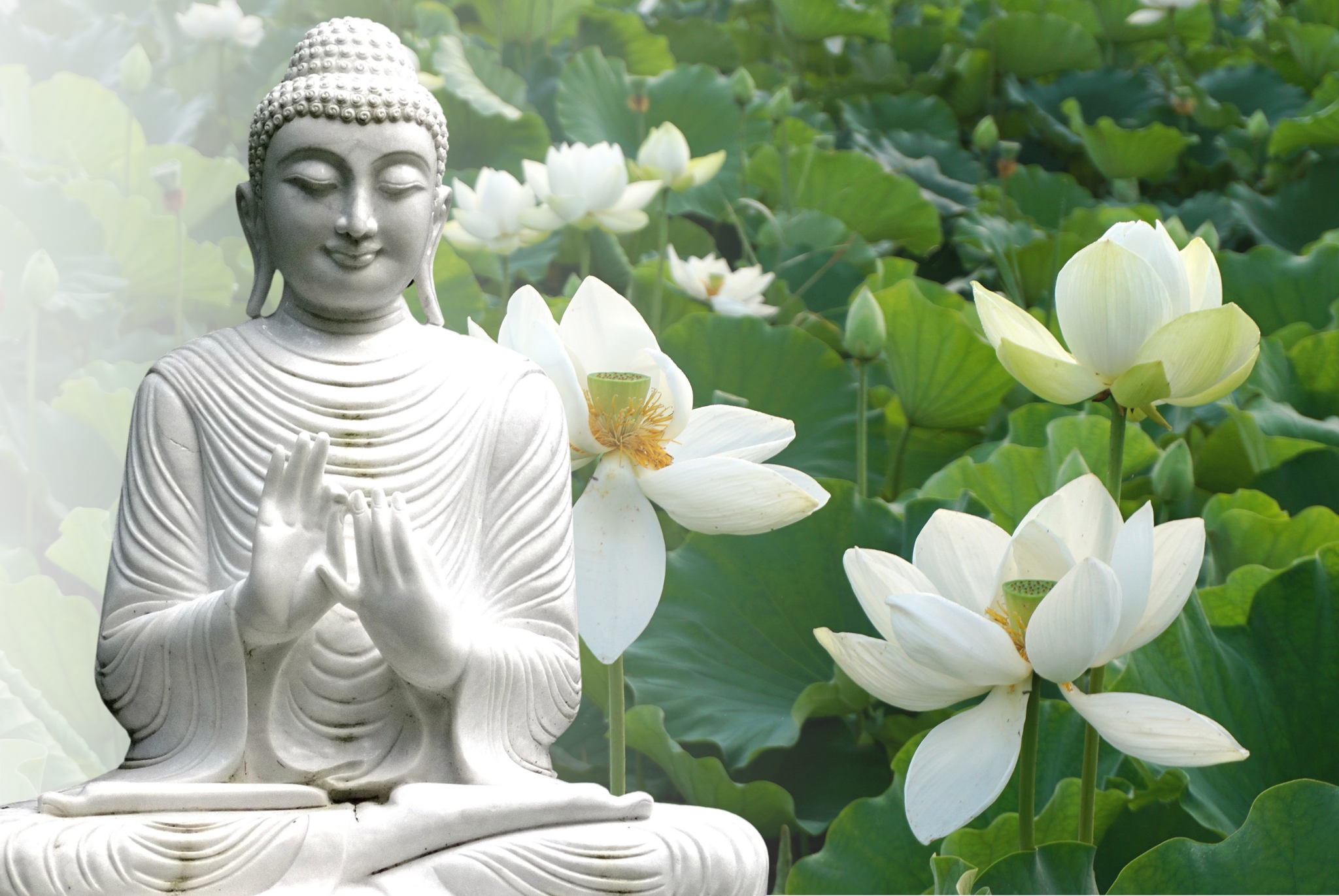 Hoa sen và Phật giáo: Biểu tượng của sự giác ngộ, thanh tịnh và vẻ đẹp vượt thời gian