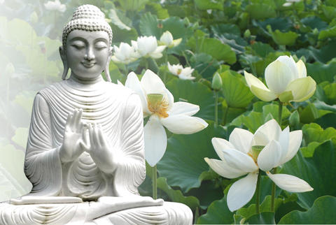 Hoa sen và Phật giáo: Biểu tượng của sự giác ngộ, thanh tịnh và vẻ đẹp vượt thời gian