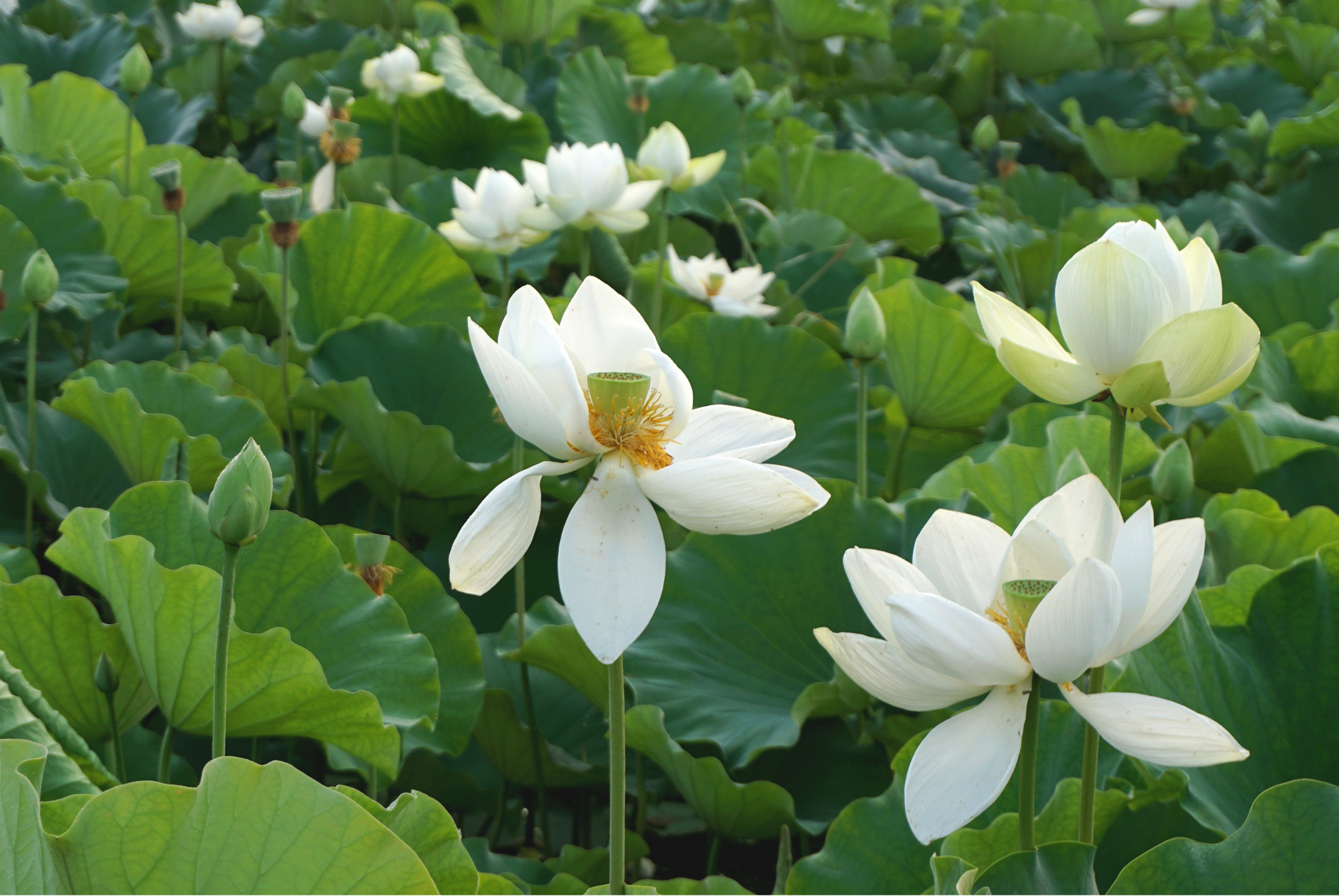 Sen trắng cổ Huế: Nét tinh khôi đất cố đô